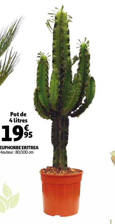 euphorbe eritrea