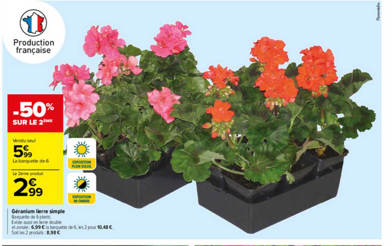 géranium lierre simple