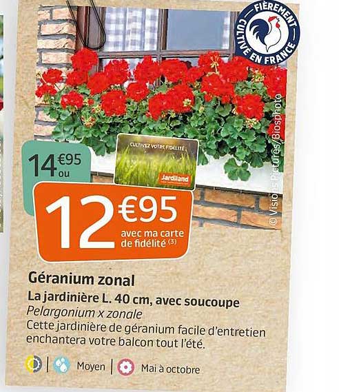 Géranium Zonal