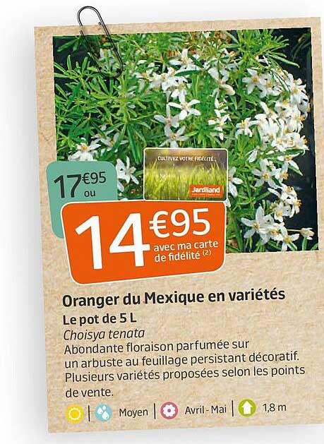 oranger du mexique en variétés