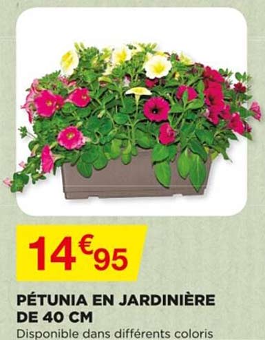 Pétunia En Jardinière De 40 Cm