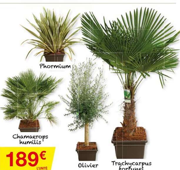 phormium, chamaerops humilis, olivier, trachycarpus fortunet