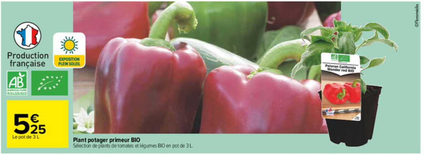 Plant Potager Primeur Bio