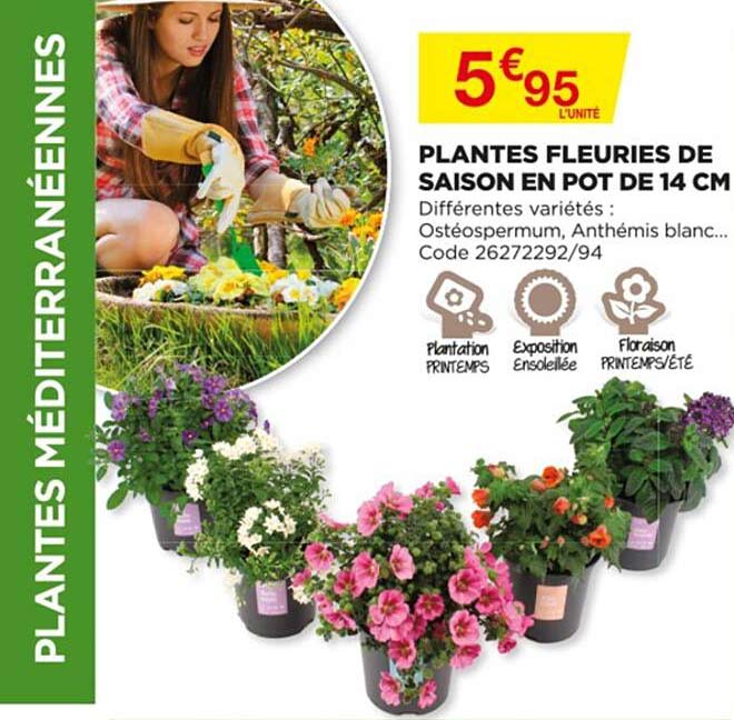 plantes fleuries de saison en pot de 14 cm