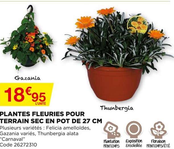 plantes fleuries pour terrain sec en pot de 27 cm