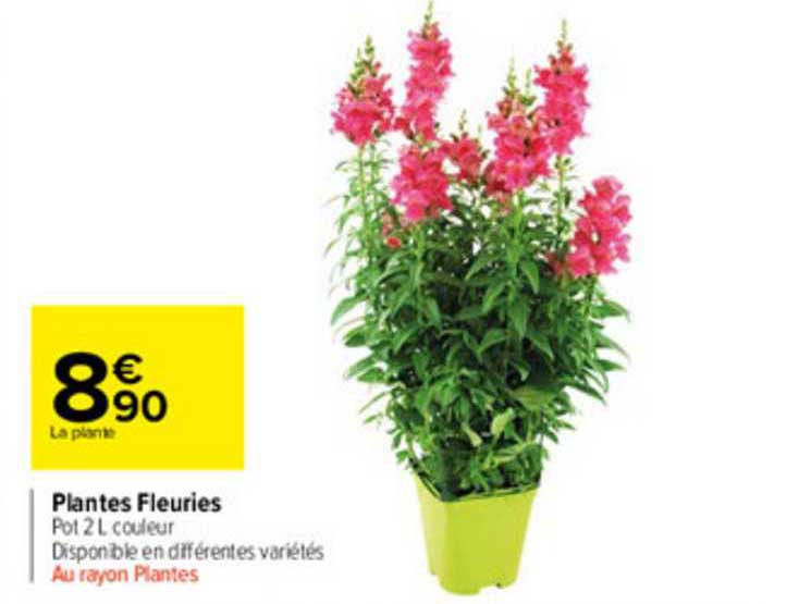 plantes fleuries