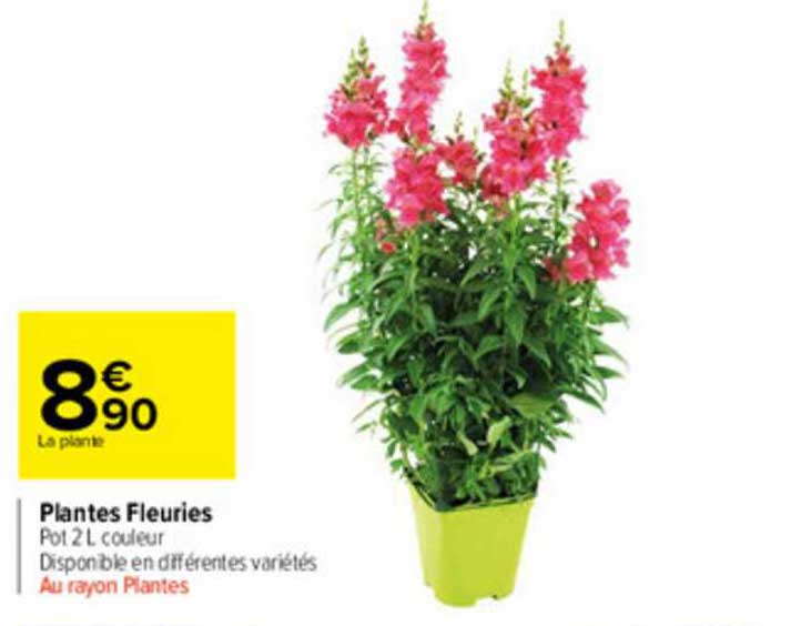 plantes fleuries