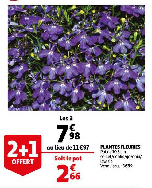 Plantes Fleuries