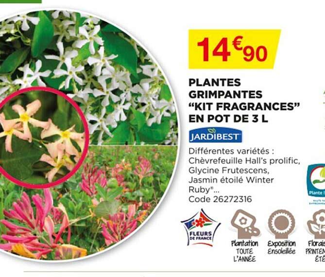 plantes grimpantes "kit fragrances" jardibest