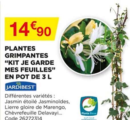 plantes grimpantes "kit je garde mes feuilles" en pot de 3 l jardibest
