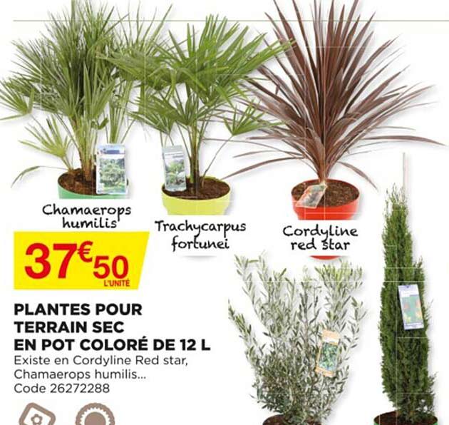 plantes pour terrain sec en pot coloré de 12 l