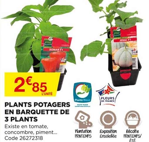 plants potagers en barquette de 3 plants