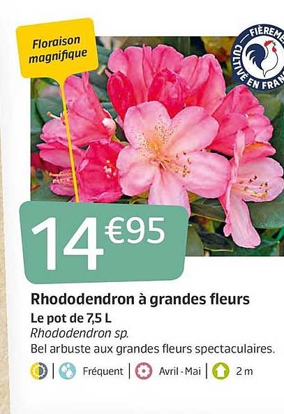 rhododendron à grandes fleurs