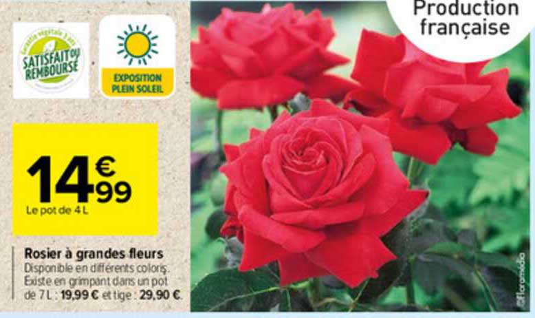 rosier à grandes fleurs