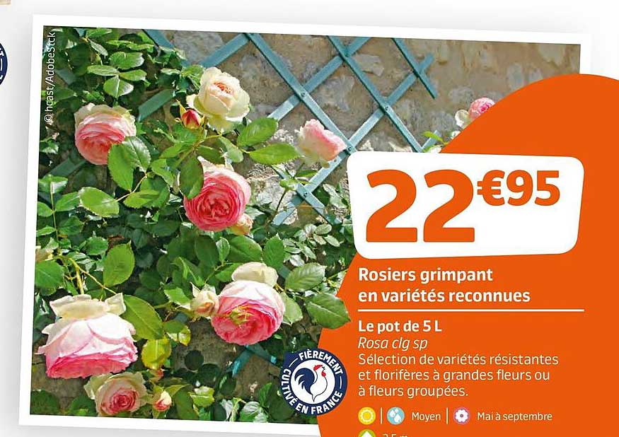 Rosiers Grimpant En Variétés Reconnues