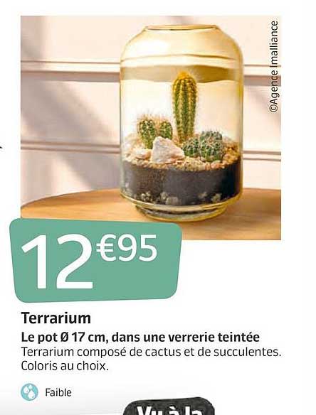 terrarium : le pot 17 cm dans une verrerie teintée