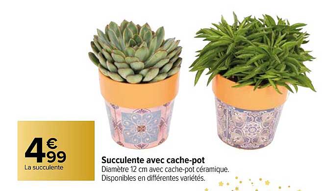 succulente avec cache-pot
