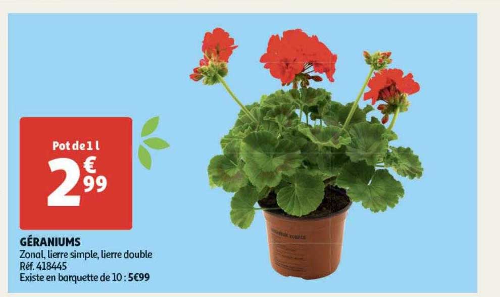 géraniums