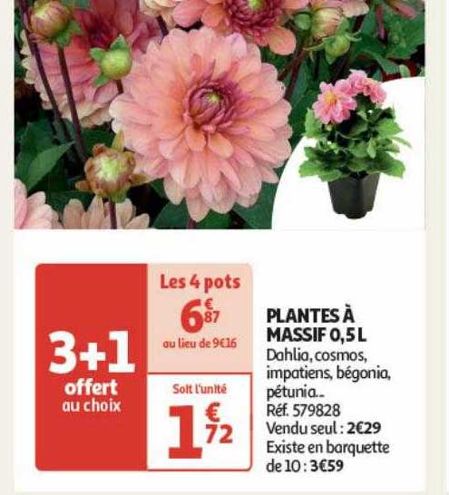 Plantes à Massif 0,5 L