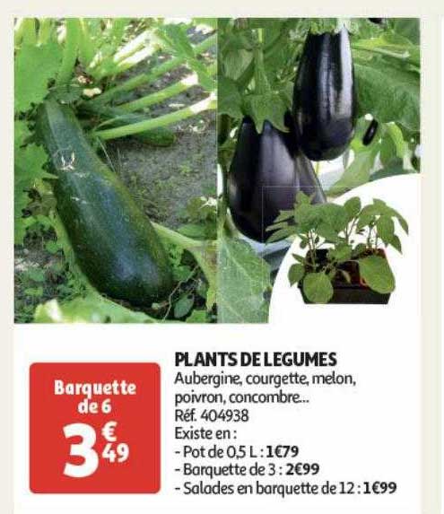 plants de légumes