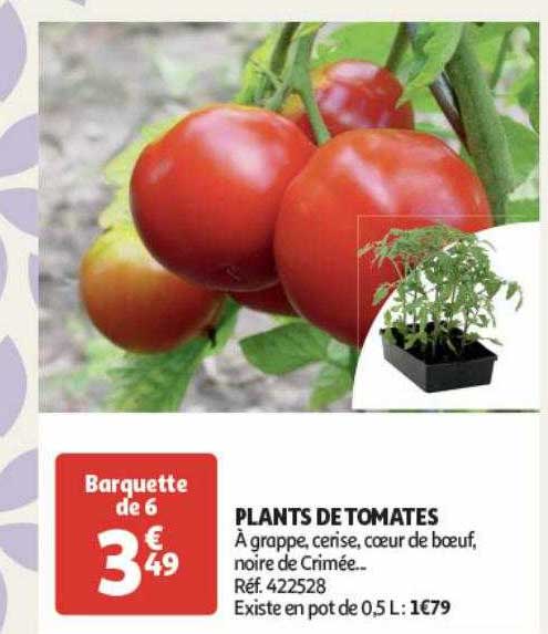 plants de tomates
