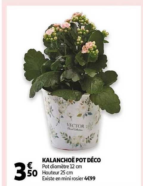 Kalanchoë Pot Déco
