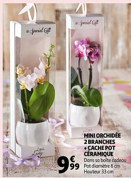 Mini Orchidée 2 Branches + Cache Pot Céramique