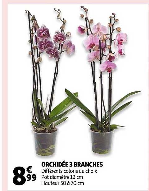 Orchidée 3 Branches