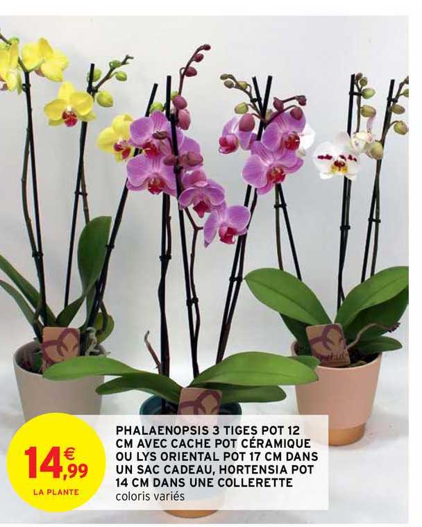 phalaenopsis 3 tiges pot 12 cm avec cache pot céramique ou lys oriental pot 17 cm dans un sac cadeau, hortensia pot 14 cm dans une collerette