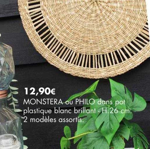 monstera ou philo dans pot plastique blanc brillant