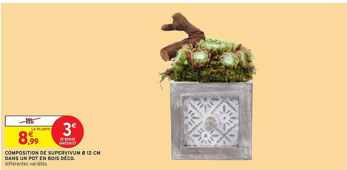 composition de supervivum 12 cm dans un pot en bois déco