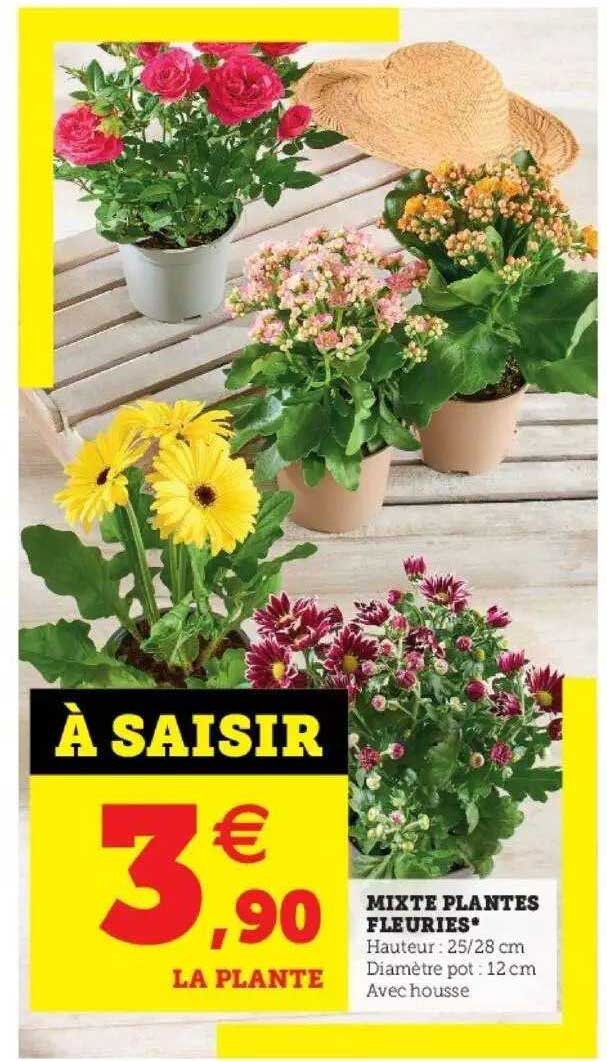 mixte plantes fleuries