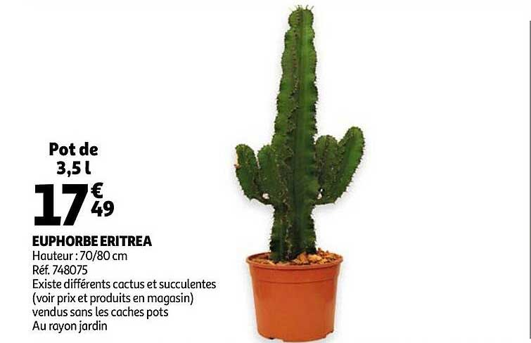 euphorbe eritrea