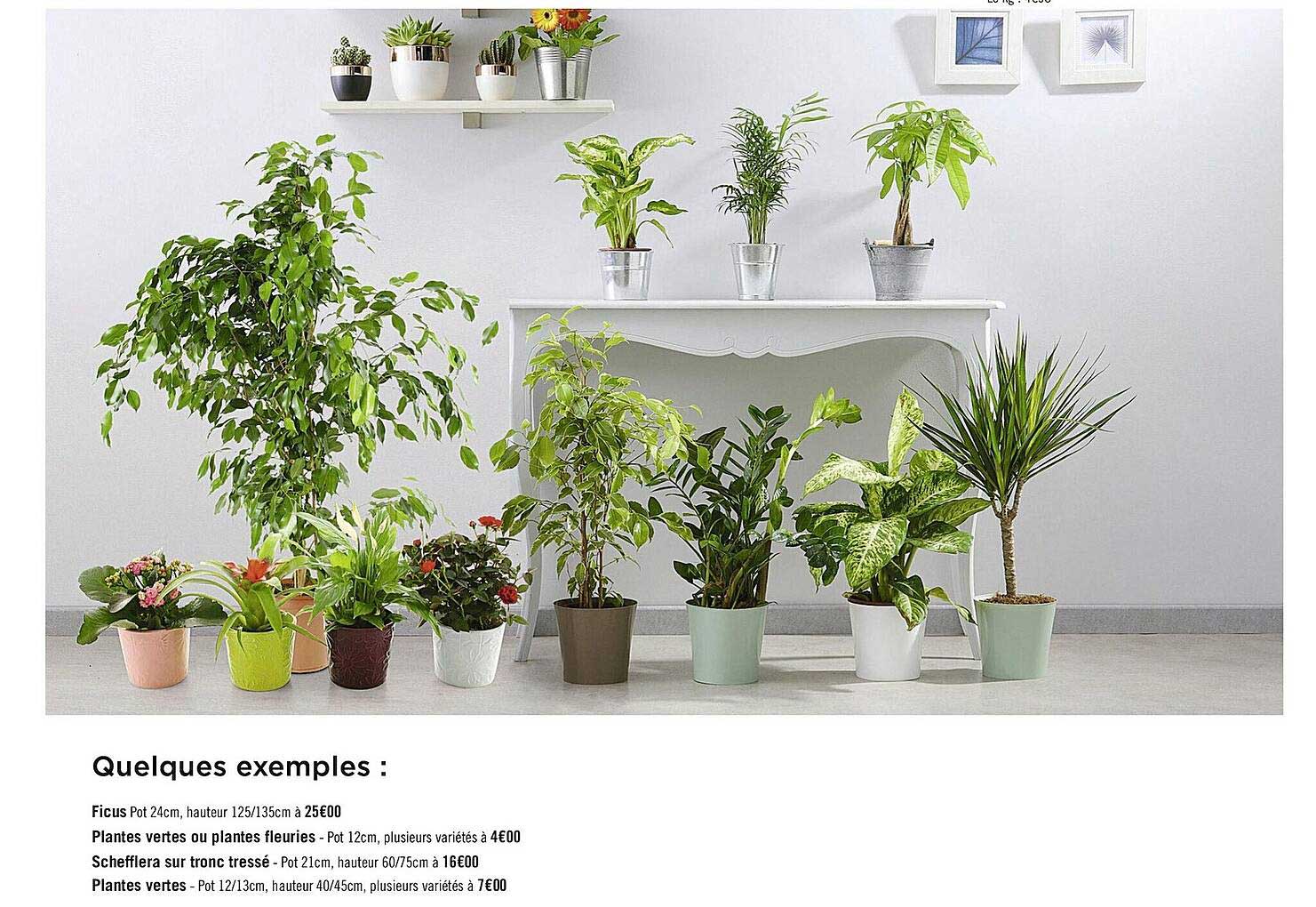 ficus, plantes vertes ou plantes fleuries, schefflera sur tronc tressé, plantes vertes