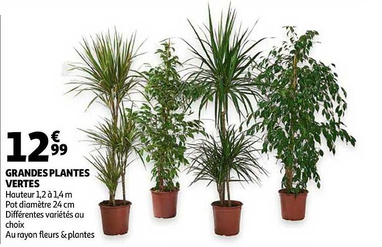 grandes plantes vertes