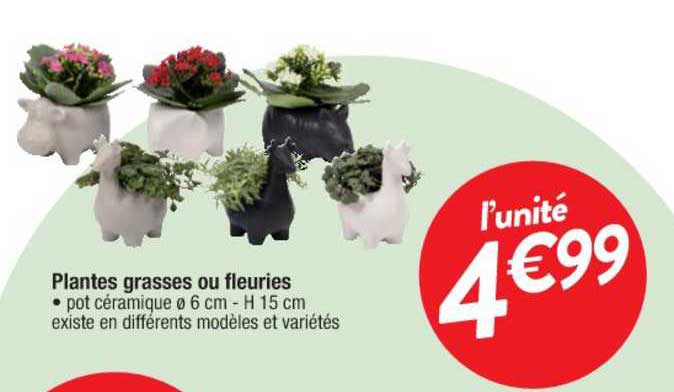 Plantes Grasses Ou Fleuries