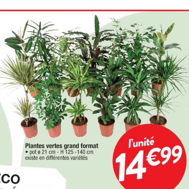 plantes vertes grand format
