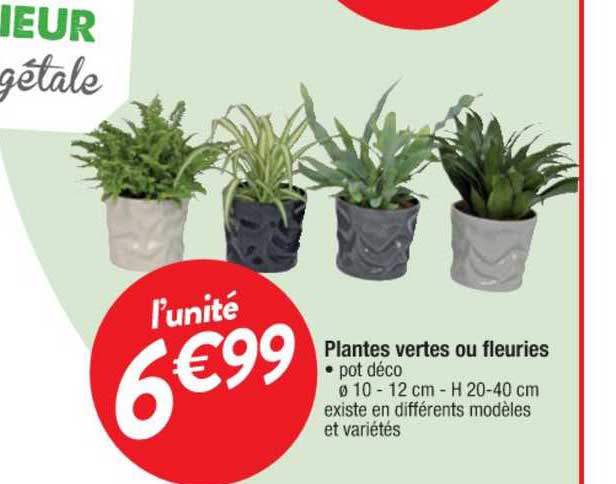 Plantes Vertes Ou Fleuries