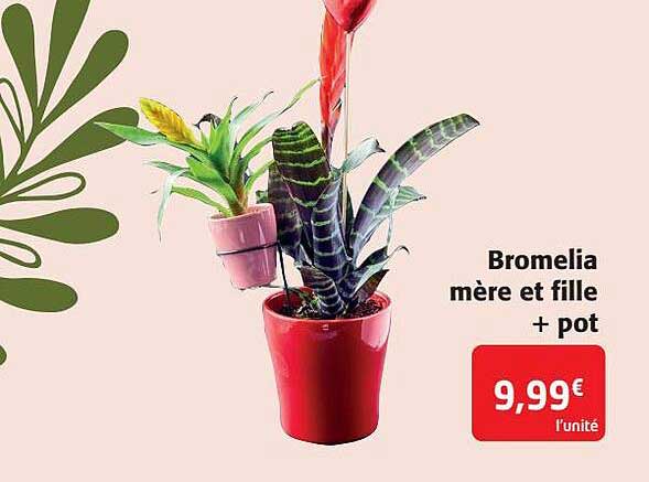 bromelia mère et fille + pot