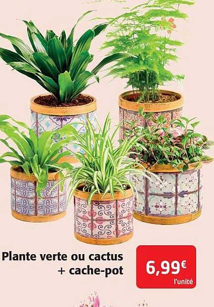 plante verte ou cactus + cache-pot
