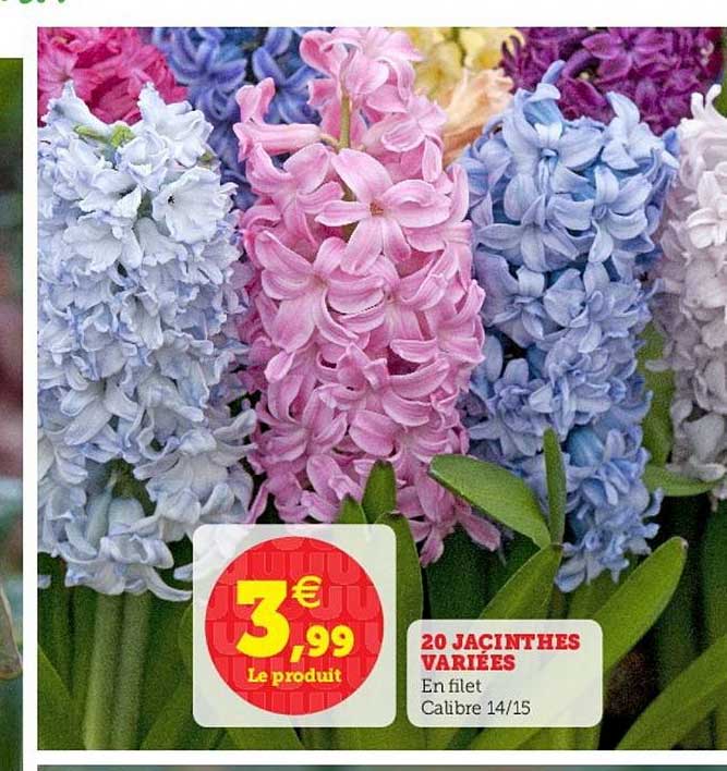 20 jacinthes variées