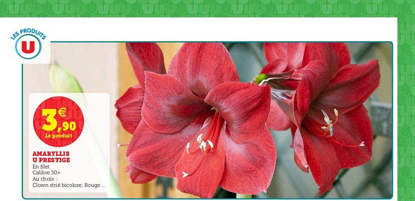 amaryllis u prestige