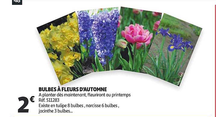 bulbes à fleurs d'automne