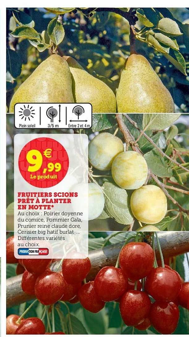 fruitiers scions prêt à planter en motte