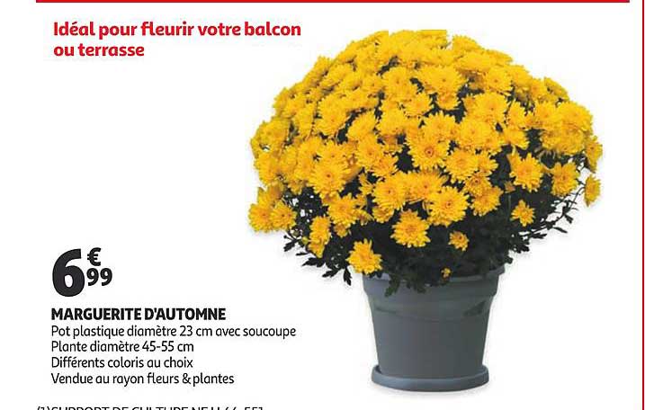 Marguerite D'automne