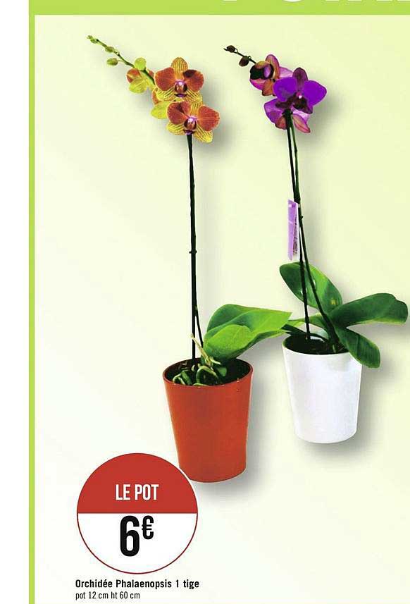 orchidée phalaenopsis 1 tige