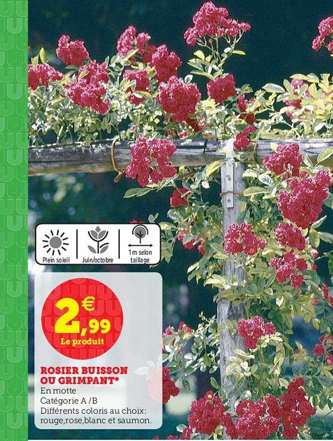 rosier buisson ou grimpant