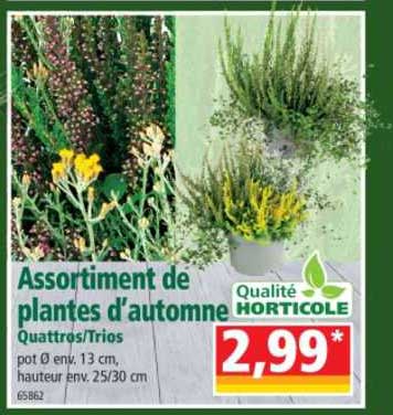 assortiment de plantes d'automne