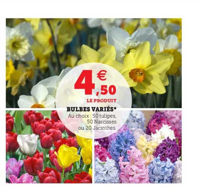 Bulbes Variés