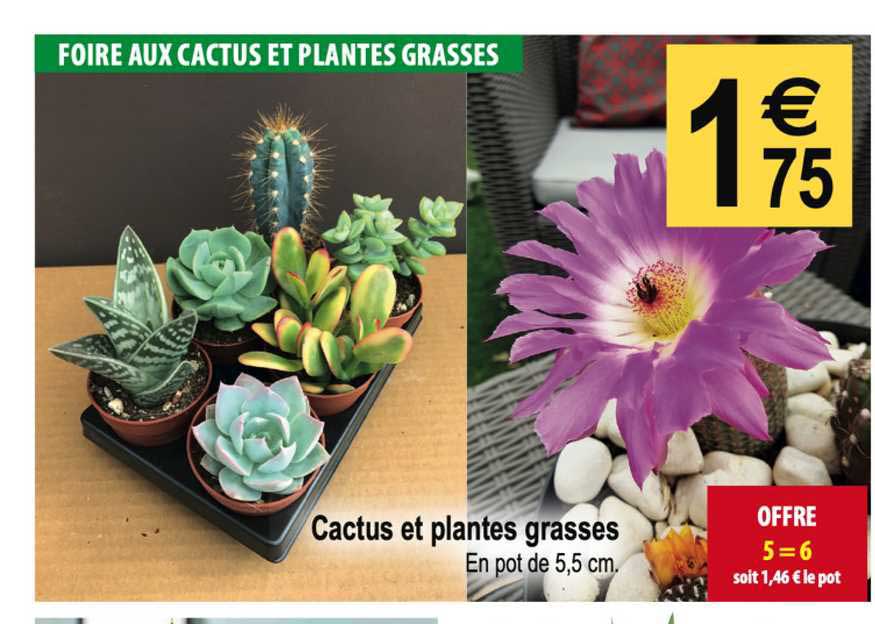 cactus et plantes grasses